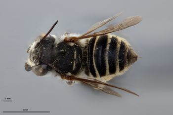 Media type: image;   Entomology 785746 Aspect: habitus dorsal view